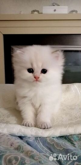 Котята золотая шиншилла