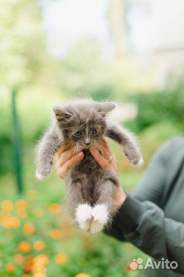 Маленький котёнок 2 мес. в поисках дома