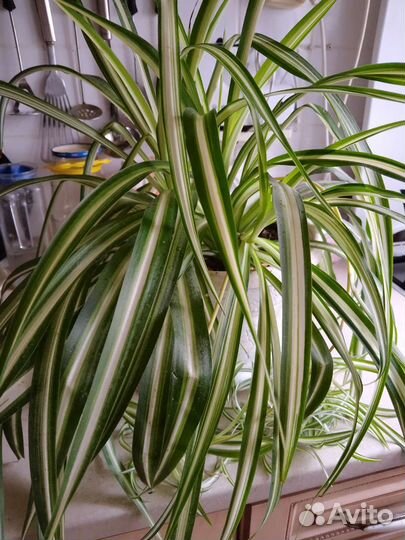 Хлорофитум