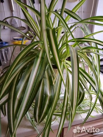 Хлорофитум