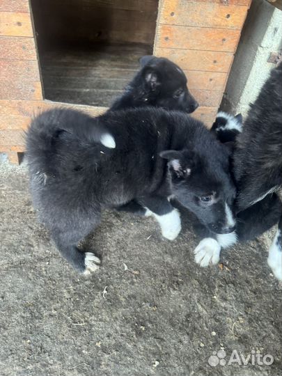 Русско европейская лайка