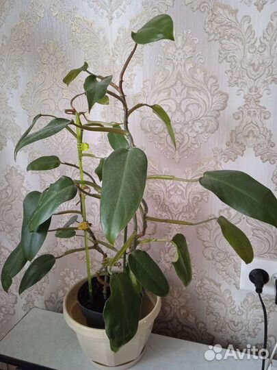 Комнатные растения