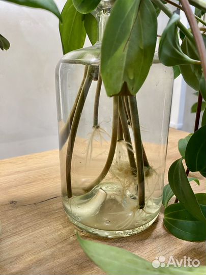 Пеперомия перескиелистная