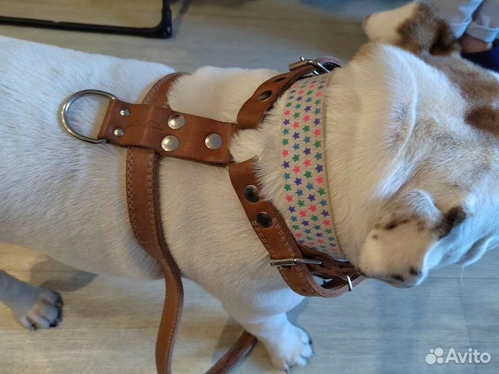 Шлейка для собаки