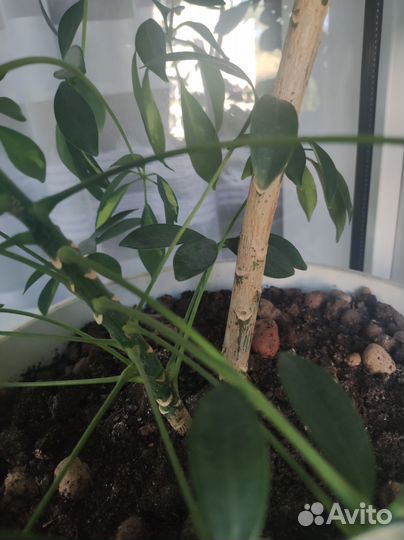 Шефлера вариегатная