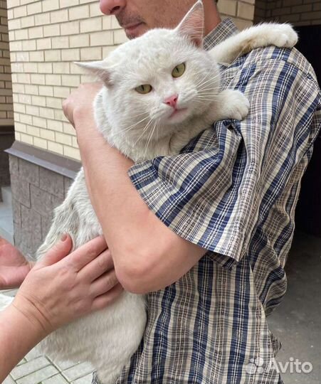 Белый, очень красивый кот был брошен хозяйкой