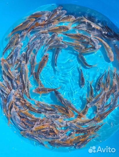 Карп кои порода шисуи