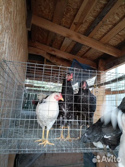 Леггорн далматинец 4,5 мес