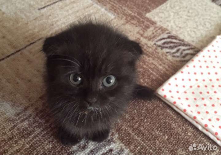 Котёнок