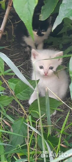 Котята бесплатно