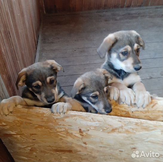Щеночки два месяца помесь