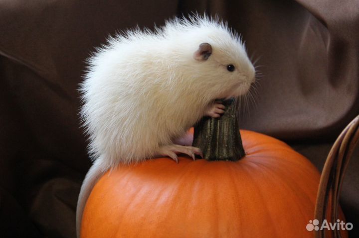 Нутрия домашний питомец