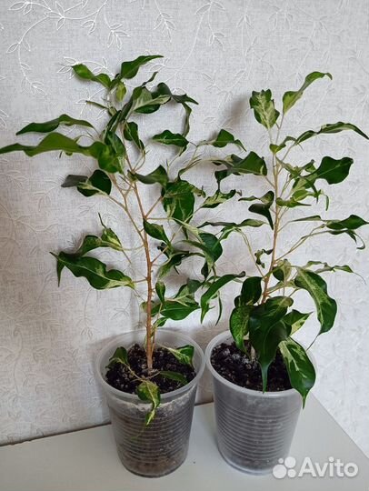 Фикусы разные сорта, комнатные растения 7