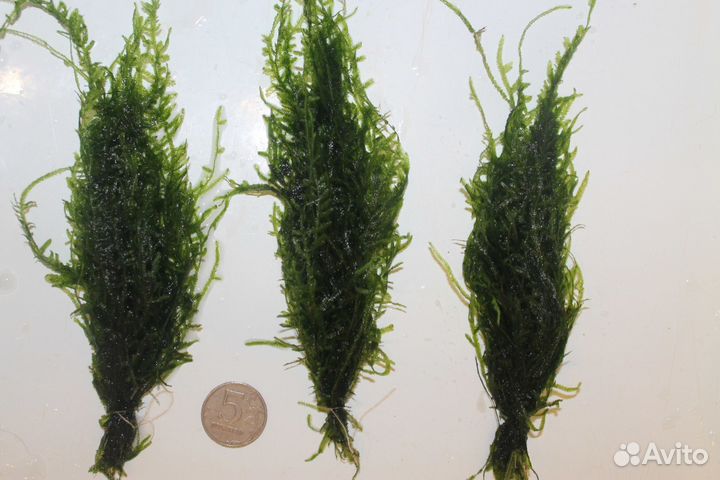 Павлиний мох