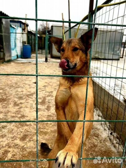 Собака в добрые руки из приюта бесплатно