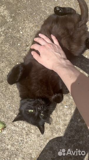 Ласковый котёнок ищет любящую семью