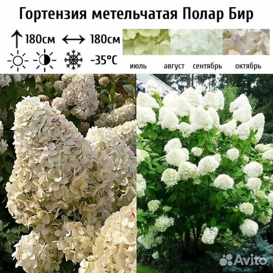 Гортензия метельчатая Полярный медведь