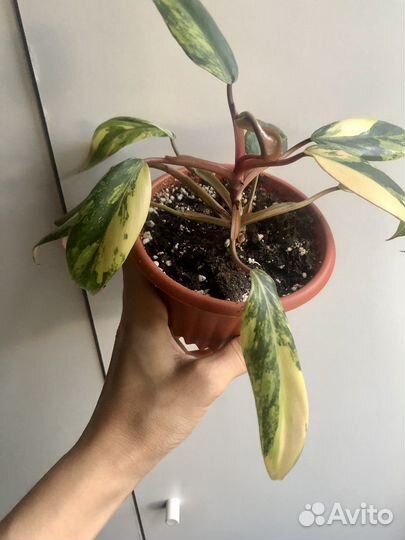 Филодендрон Strawberry shake