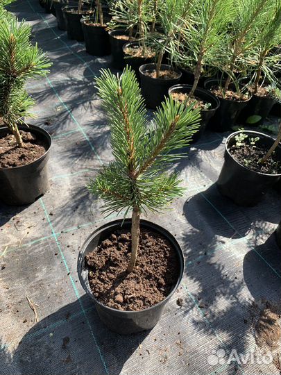 Сосна горная Picobello (pinus mugo 'Picobello')