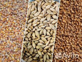 Экспресс анализатор зерна и масличных