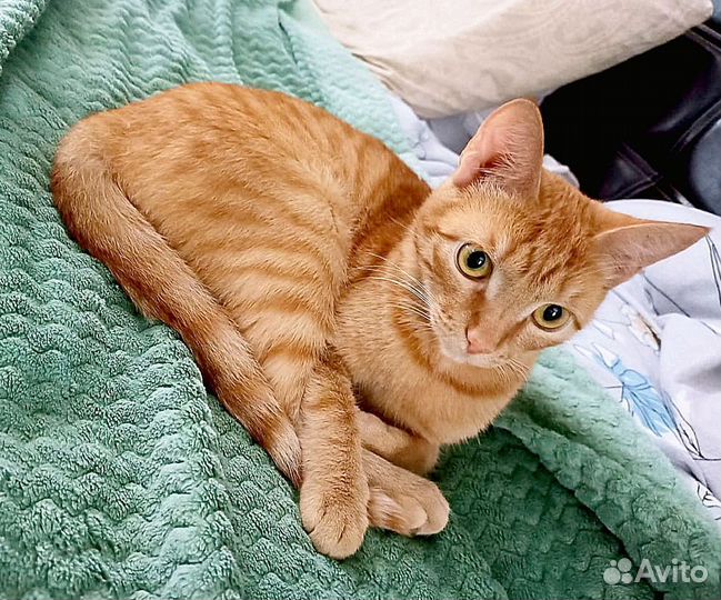 Кошка Рыжее солнышко ищет дом