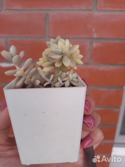 Граптопеталумы 'Mendozae' и ' Ellen' var