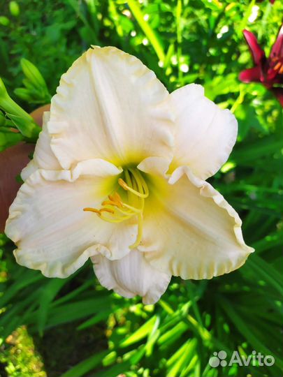 Сортовые лилейники