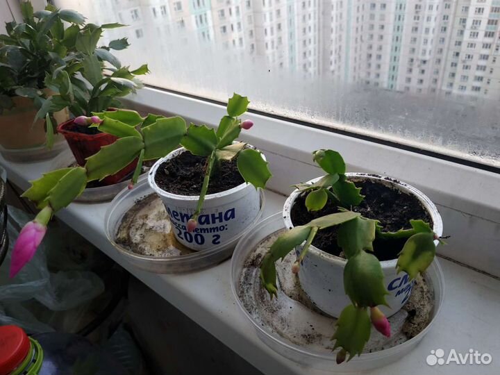 Декабрис и ринокактус