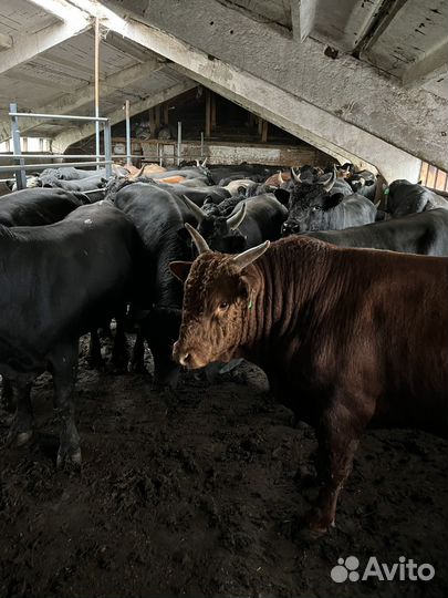 Быки на мясо Халяль