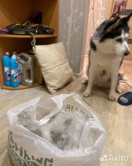 Стрижка животных