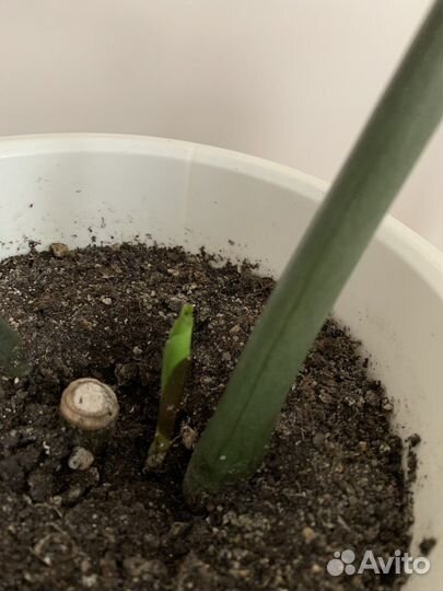 Замиокулькас