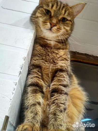 Кошка в дар
