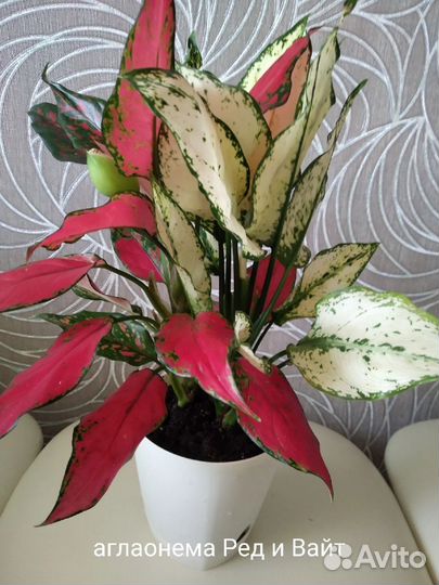 Аглаонема