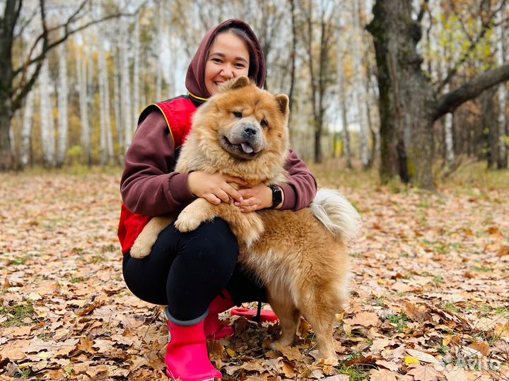 Дрессировка собак и обучение хозяев