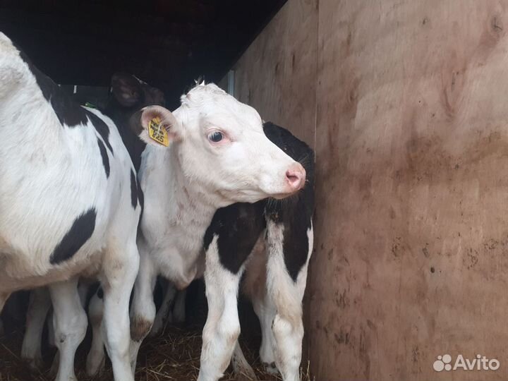 Телочки 1-2 мес