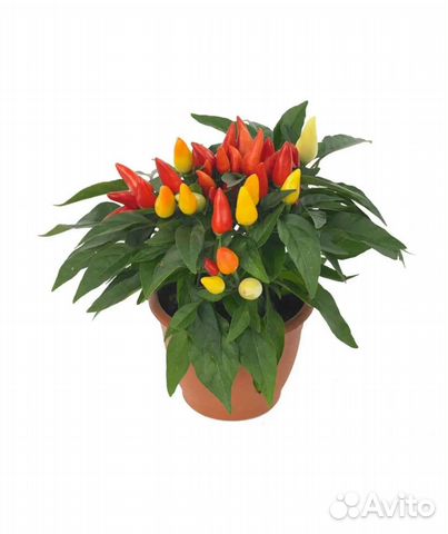 Перец острый, домашний 