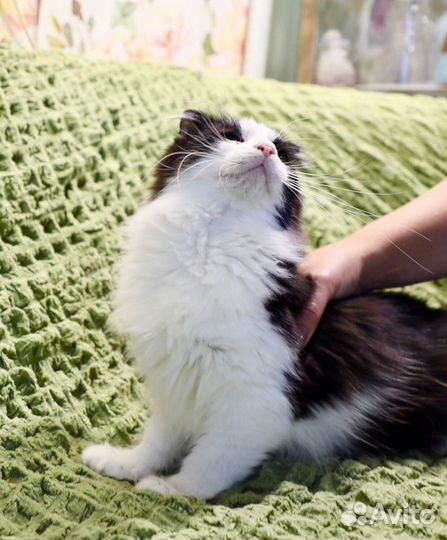 Оззи - любопытный котейка ищет дом