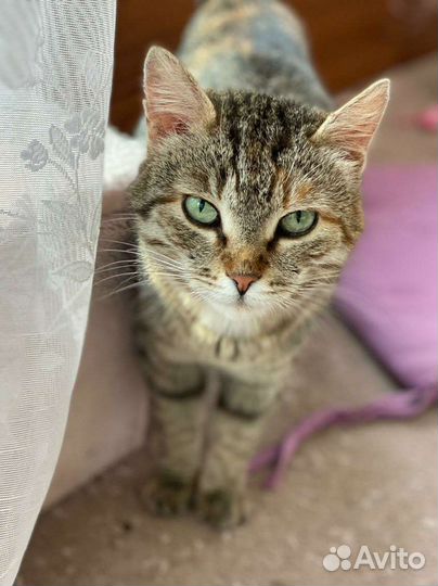 Молодая ласковая кошечка в добрые руки