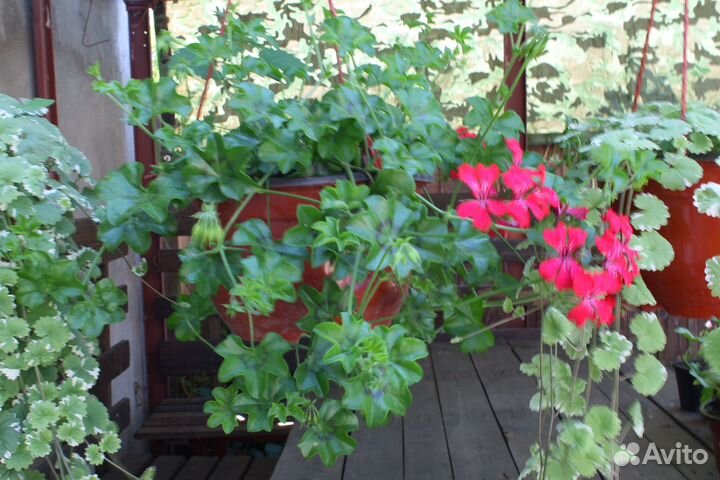 Пеларгонии плющелистной ампельной