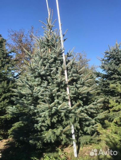 Ель голубая