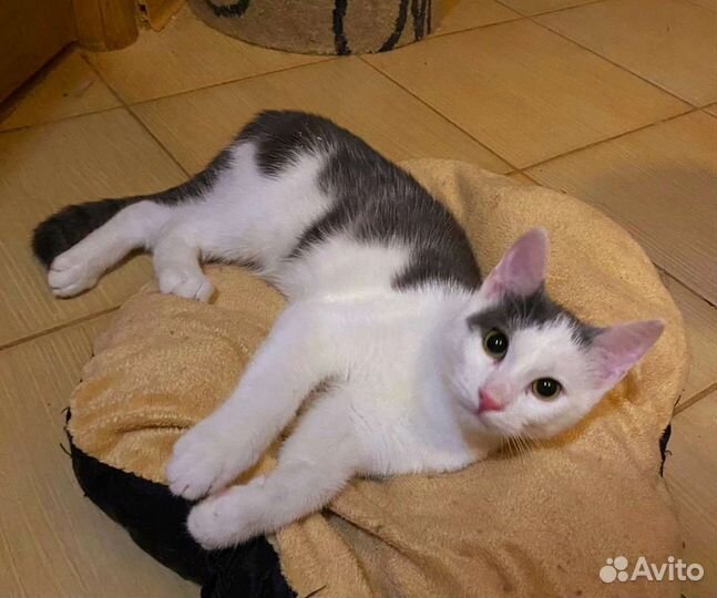 Котенок-пельмешек Сатоши