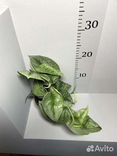 Сциндапсус пиктус треби