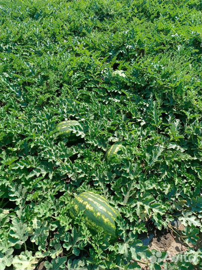 Арбуз Каристан