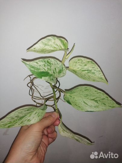 Эпипремнум Сноу квин