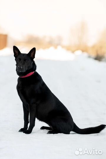 Мишель ищет дом