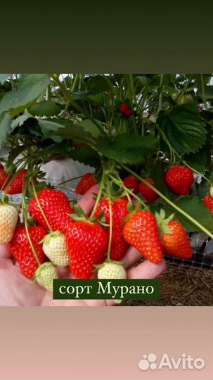 Рассада клубники зкс