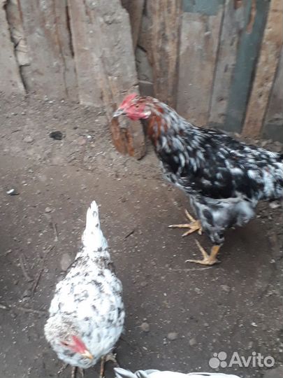 Молодые петушки