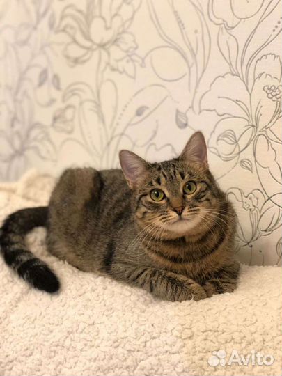 Сверхласковая кошка обнимашка и целовашка в дар