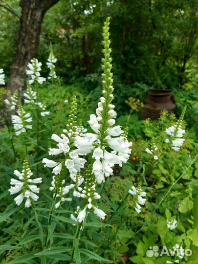 Продам излишки растений