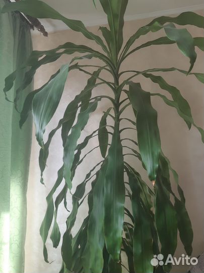 Пальма драцена